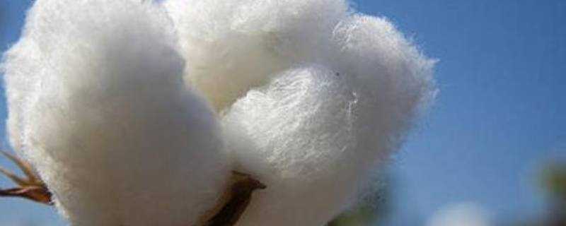海島棉是什麼棉