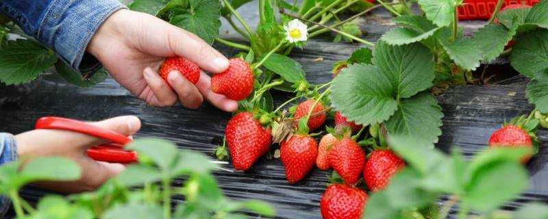 草莓要放冰箱冷藏儲存嗎
