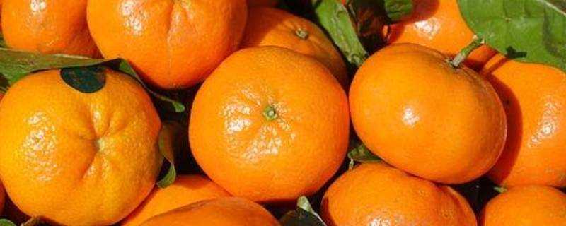 橘子的吃法有哪些