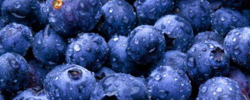 藍莓是進口的還是國產的