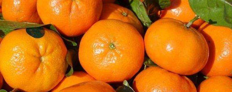 橘子與桔子有何不同