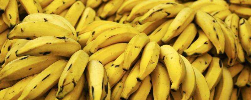 菲律賓香蕉和國產香蕉區別