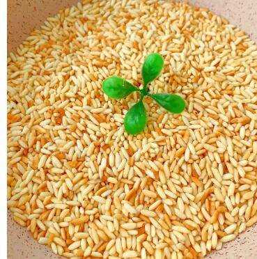 大米怎麼炸成米花