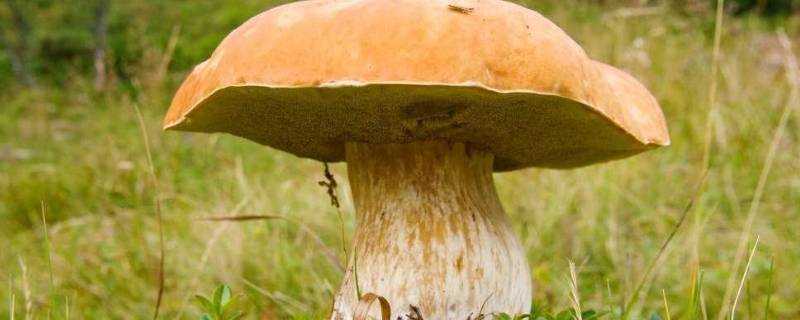 大蘑菇怎麼做好吃
