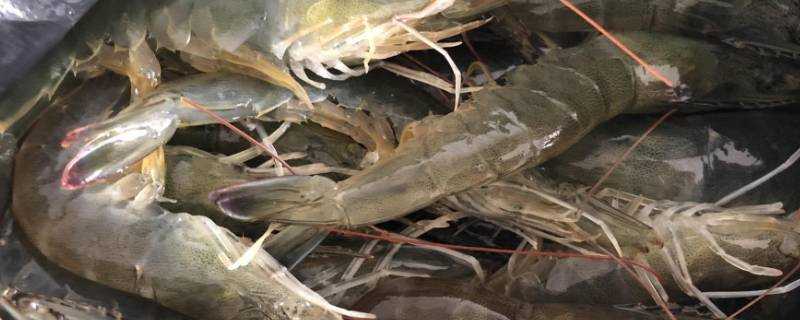 帶殼凍大蝦怎麼做好吃