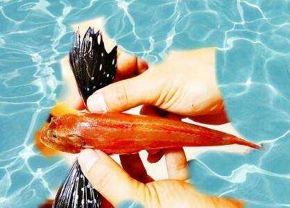 紅頭魚燉豆腐怎麼做好吃