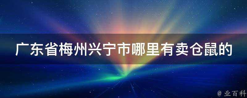 廣東省梅州興寧市哪裡有賣倉鼠的