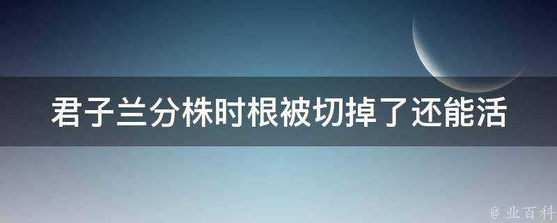 君子蘭分株時根被切掉了還能活