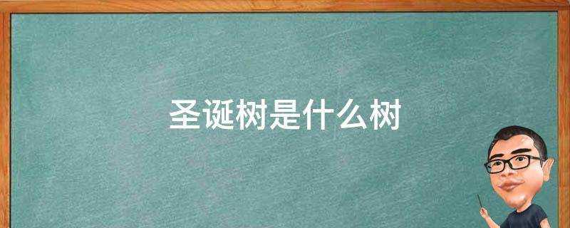 聖誕樹是什麼樹