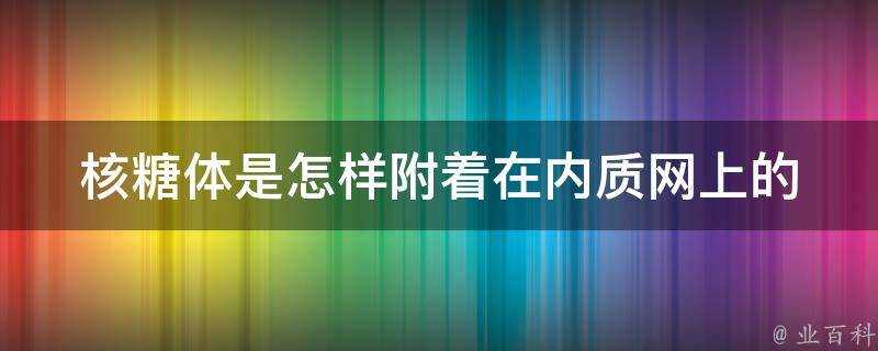 核糖體是怎樣附著在內質網上的