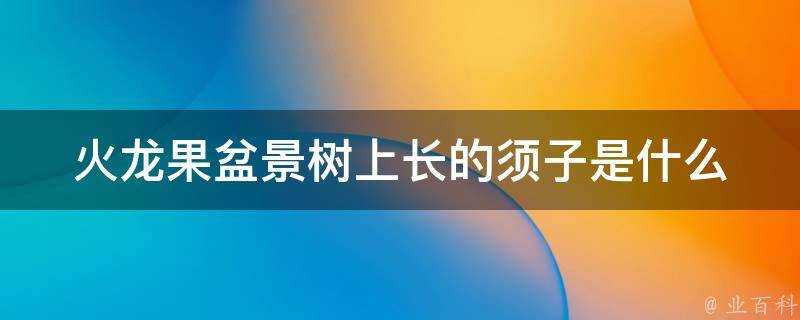 火龍果盆景樹上長的鬚子是什麼