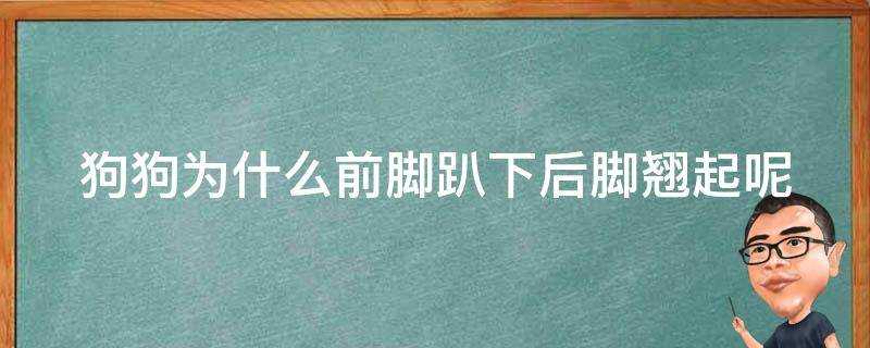 狗狗為什麼前腳趴下後腳翹起呢