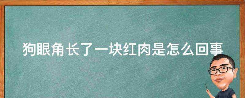 狗眼角長了一塊紅肉是怎麼回事