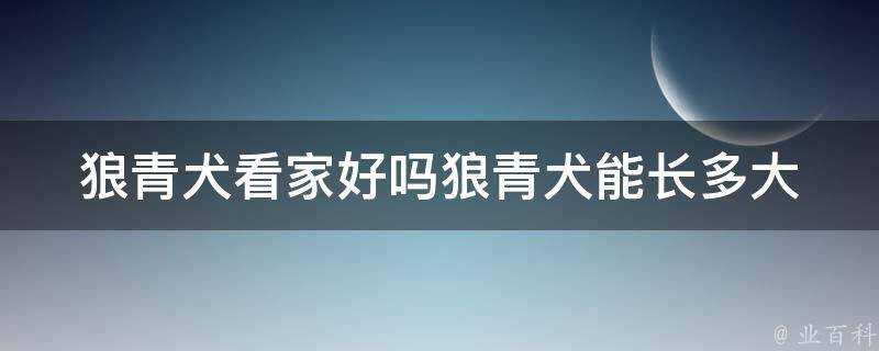 狼青犬看家好嗎狼青犬能長多大