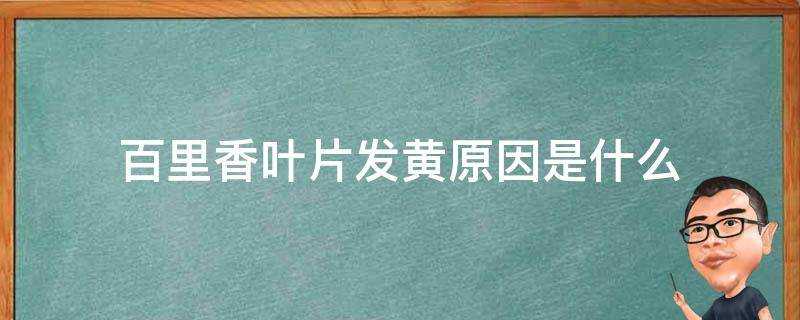 百里香葉片發黃原因是什麼