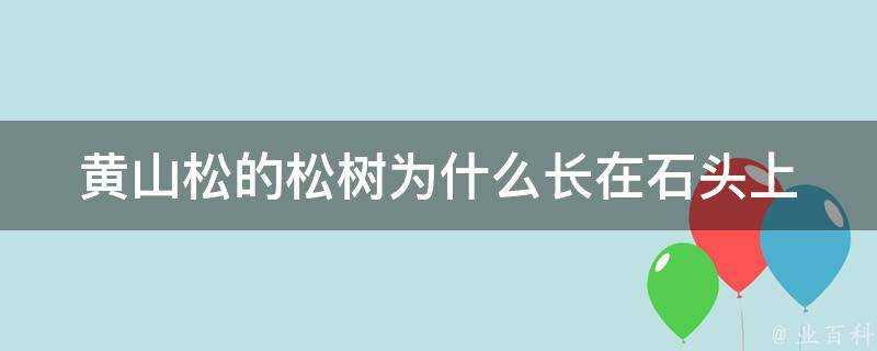 黃山松的松樹為什麼長在石頭上