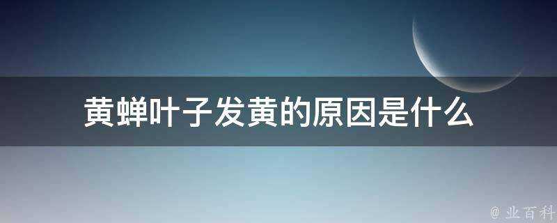 黃蟬葉子發黃的原因是什麼