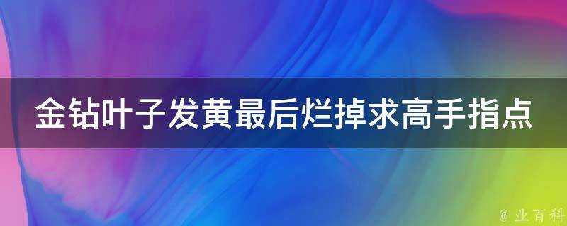 金鑽葉子發黃最後爛掉求高手指點