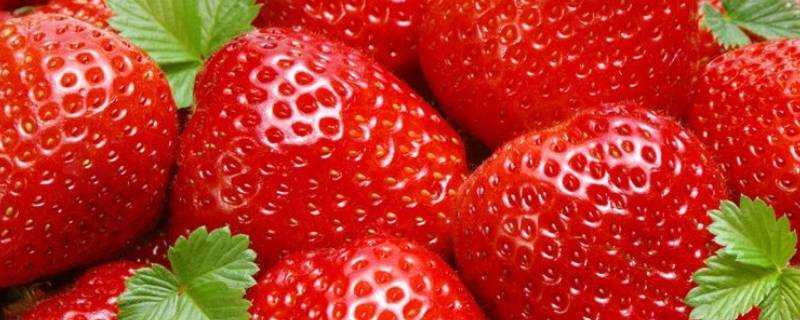 草莓為什麼容易爛