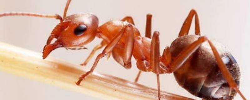 紅螞蟻如何消滅