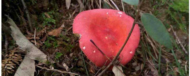 紅色的蘑菇叫什麼名字