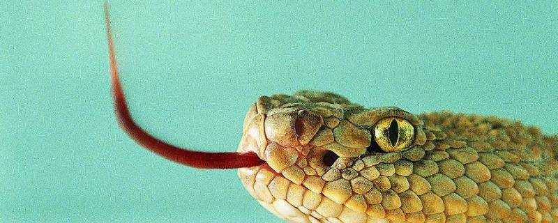 蛇用什麼來辨味