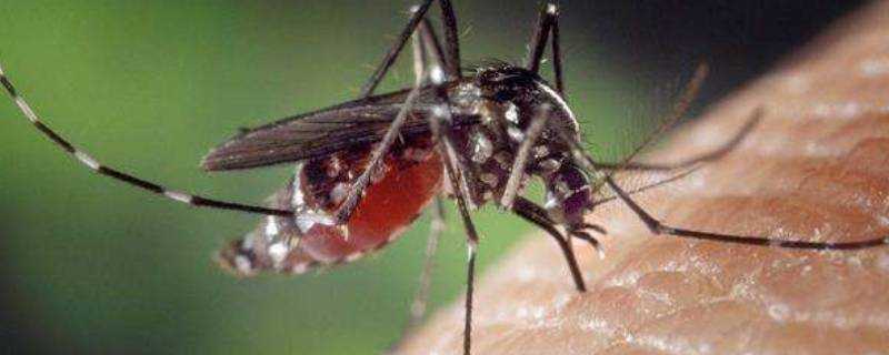 蚊子是用什麼來辨味的
