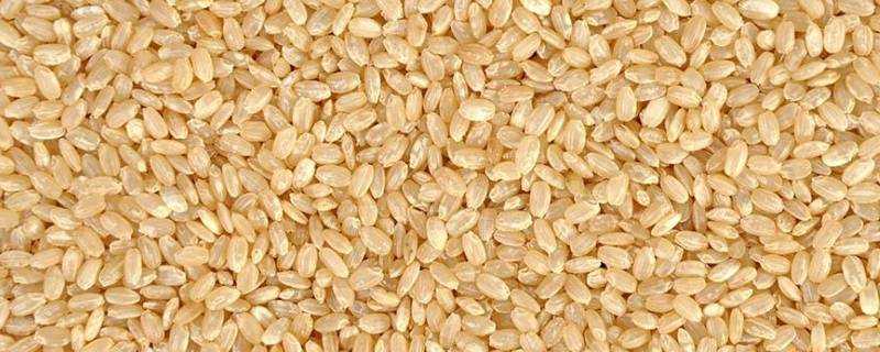 糙米是什麼米