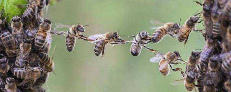 蜜蜂的特點
