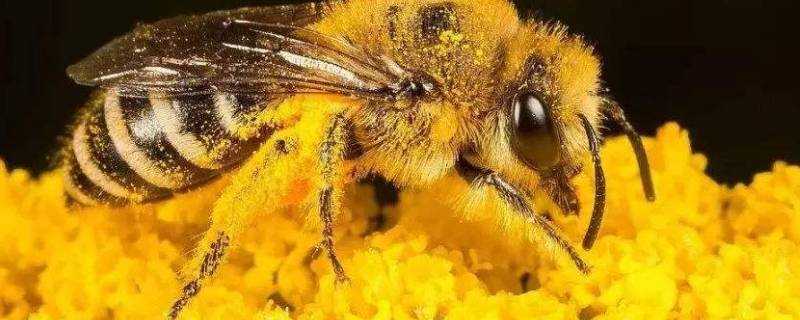 蜂花粉的作用與功效